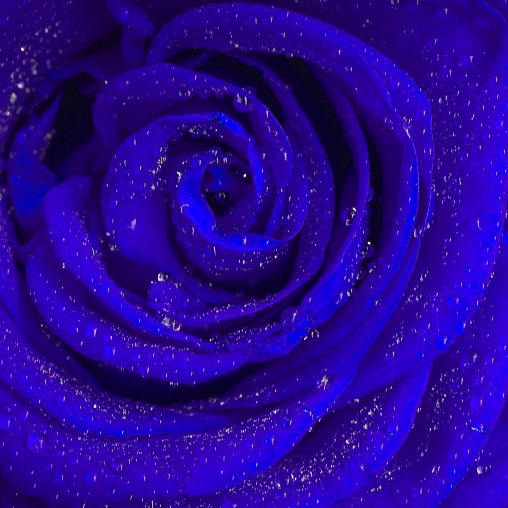 Meet your Posher, Nikki